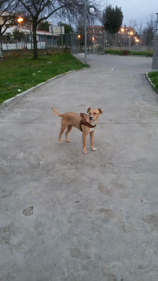 Si sta facendo notte.