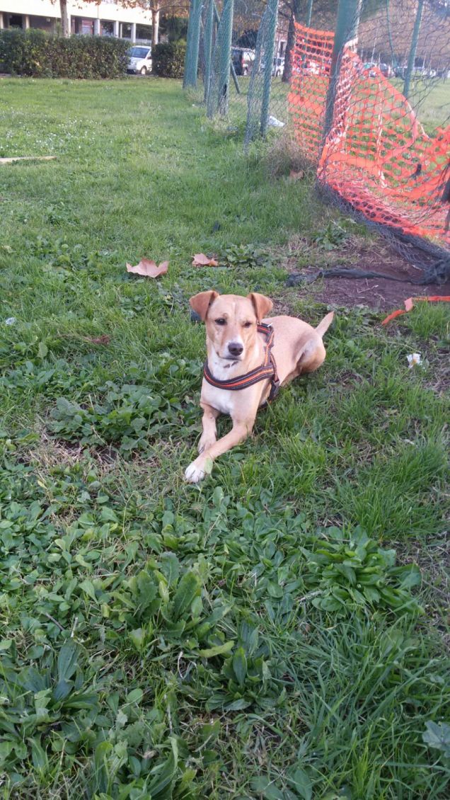 Il contatto con l'erba è fantastico