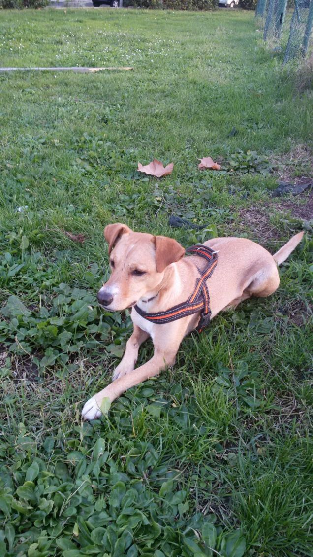 Il pavimento che vorrei.