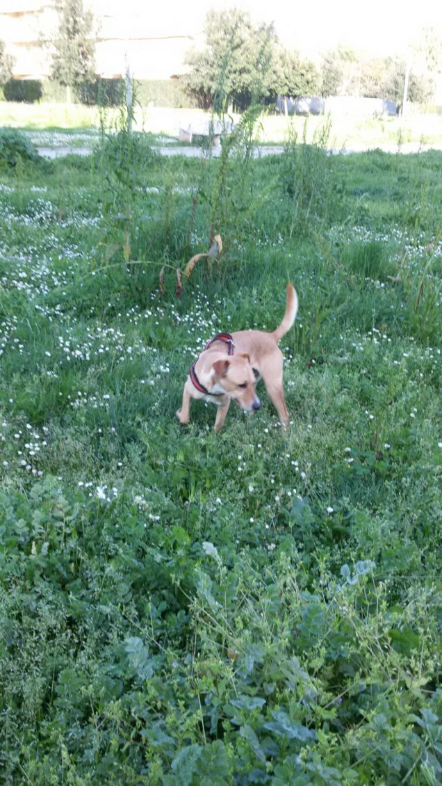 Un grande prato verde.