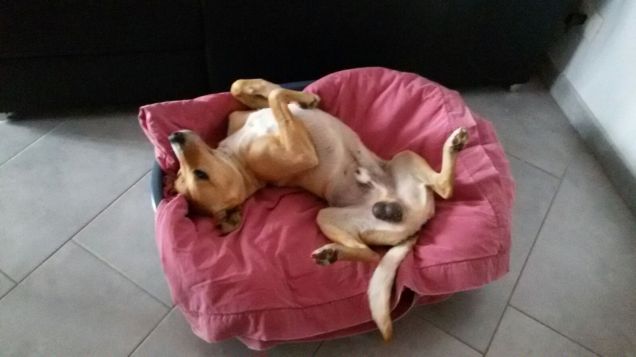 Le acrobazie nella cuccia.