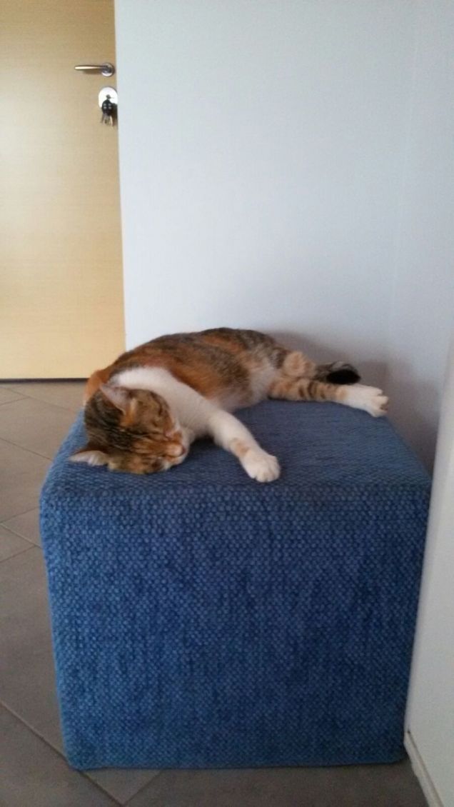 Di giorno dorme ma la sera no.