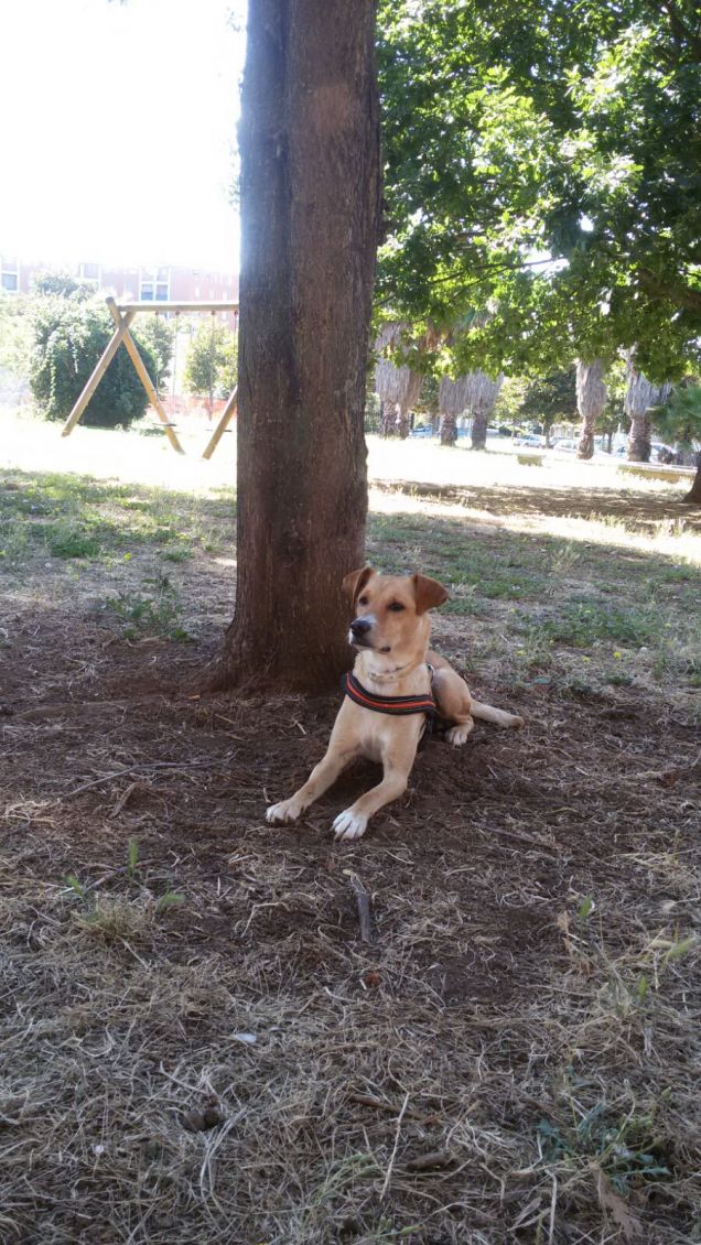 All'ombra di un albero.