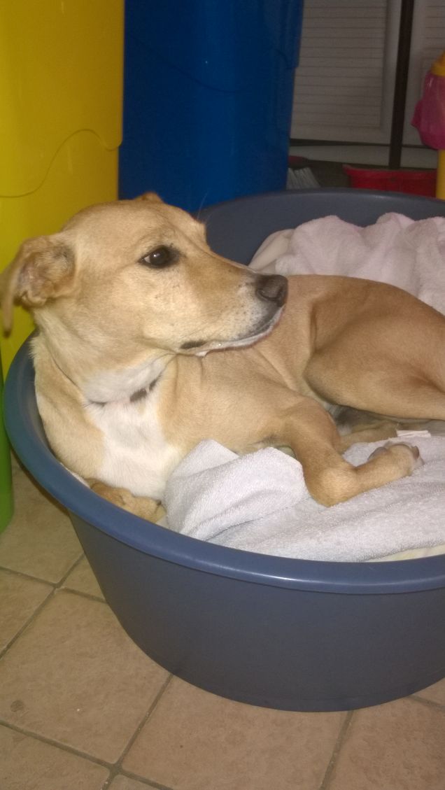 Sembro un cucciolo e invece ne ho tanti.