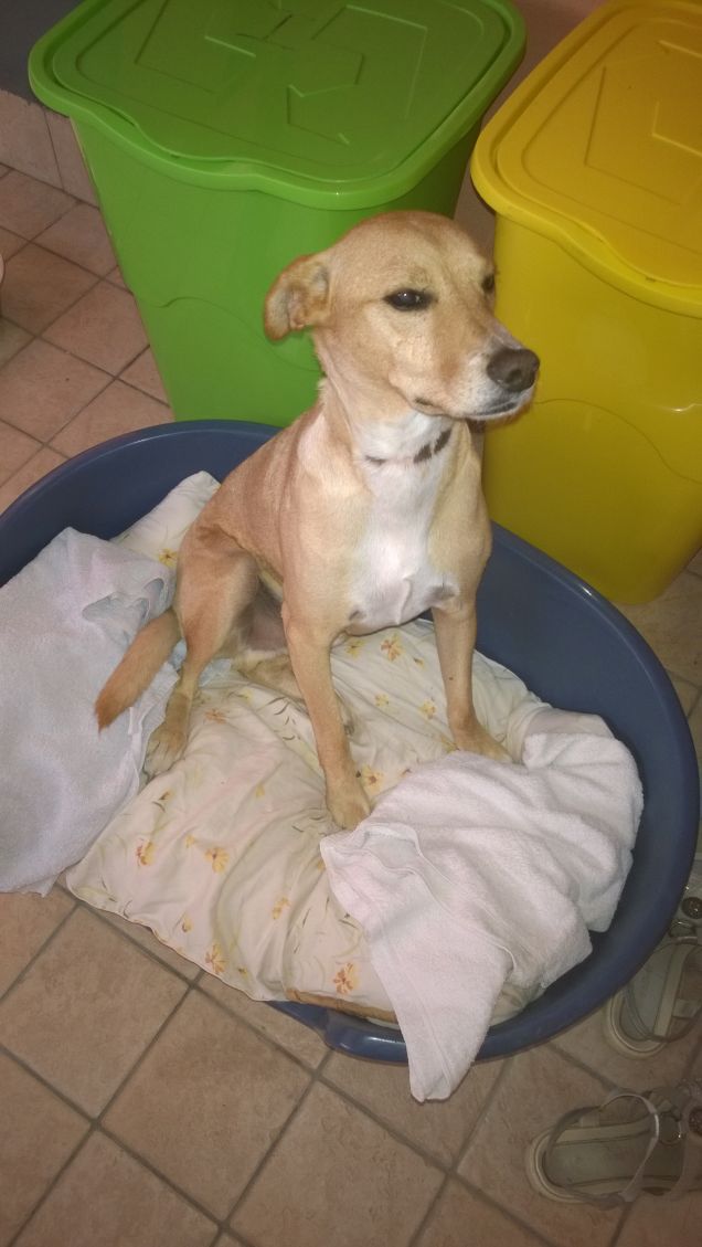 il suo di sport è quello di stare a cuccia.