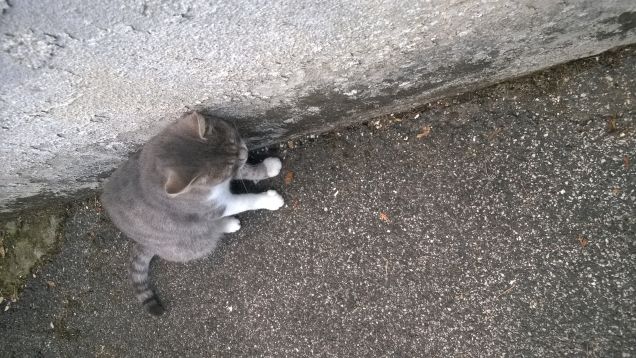 E' anche molto simpatica