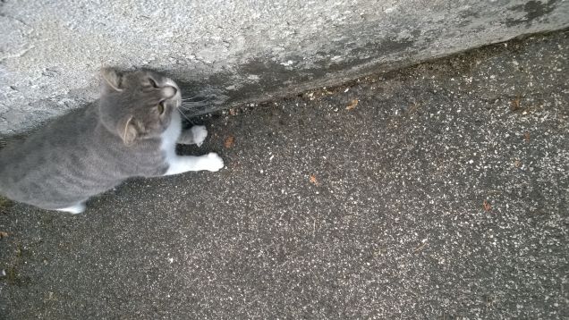 Simpatica e curiosa.