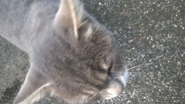 Come si fa a far accettare un gatto ad un cane?