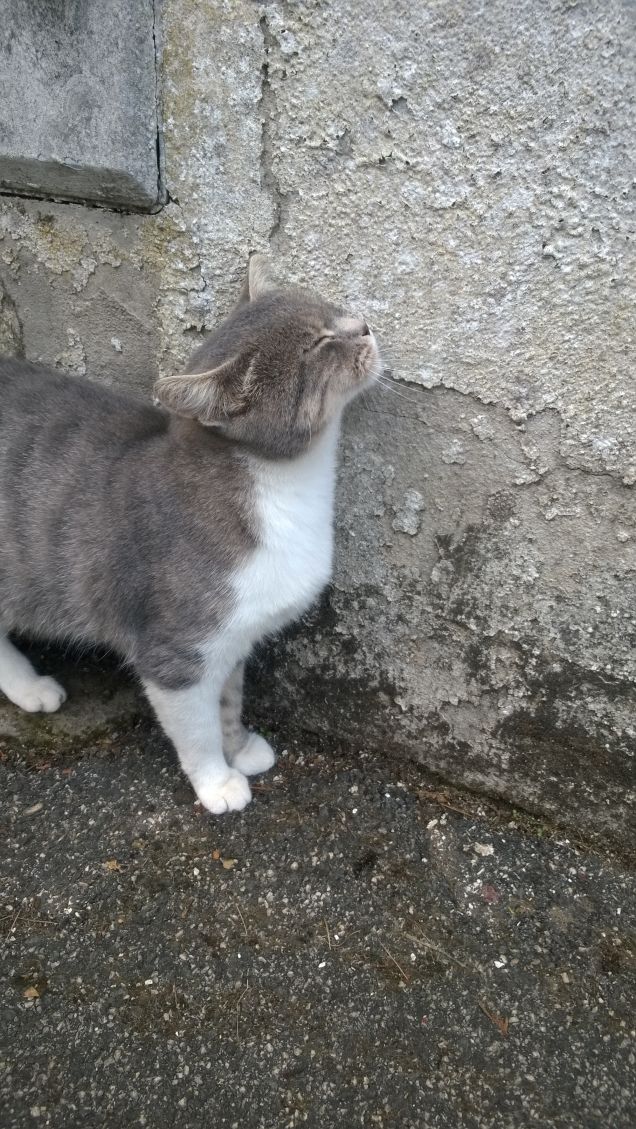 Il muro dello sfregamento.