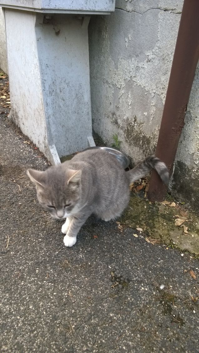 Sta aspettando la pappa.