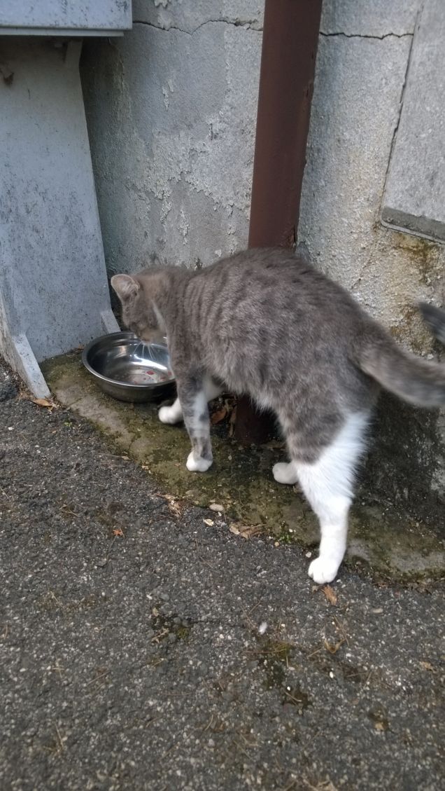 La mia micia Briciola.