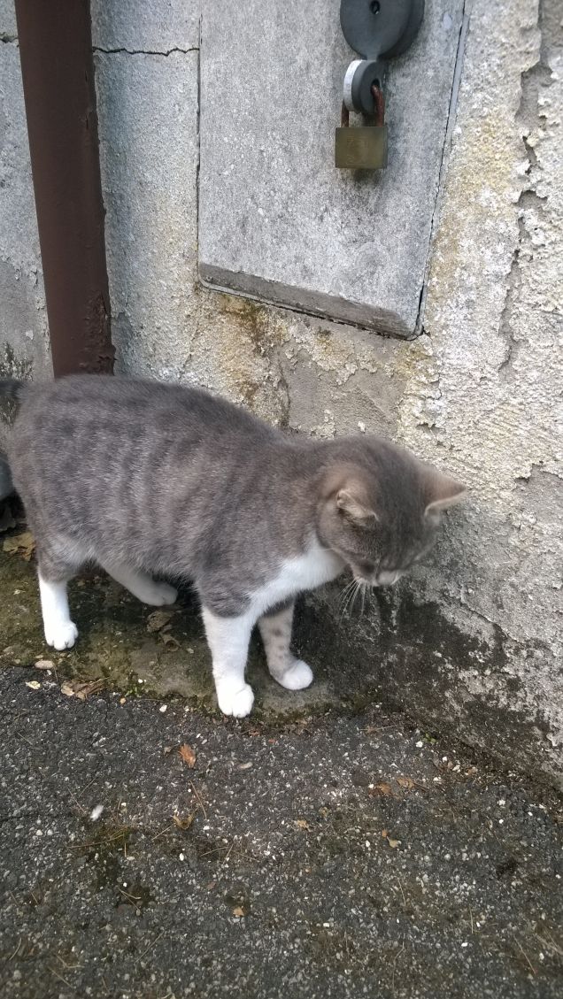 Lei è grigia io ancora no.