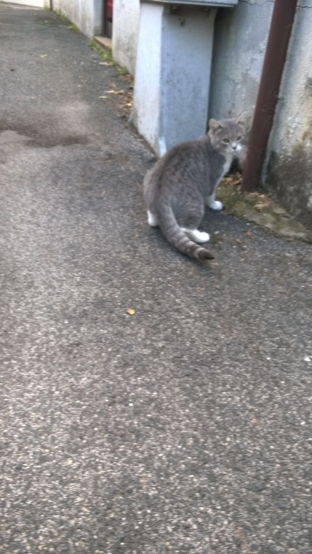 Mi ci vorrebbe una bella casa.