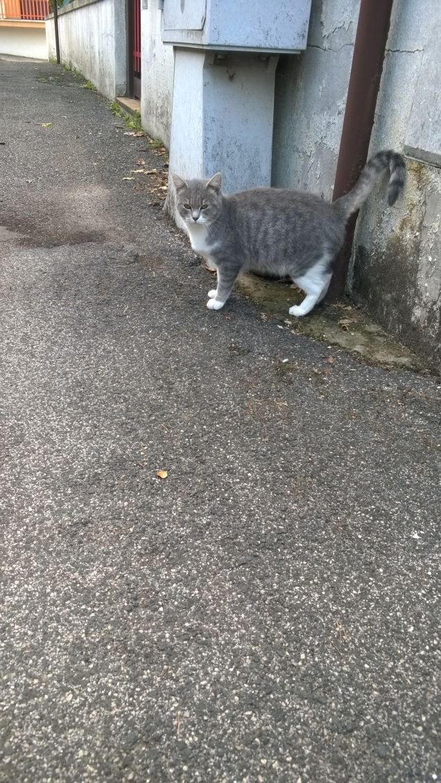 Tutto è tranquillo.