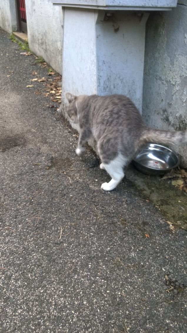 Ciao mia piccola micina