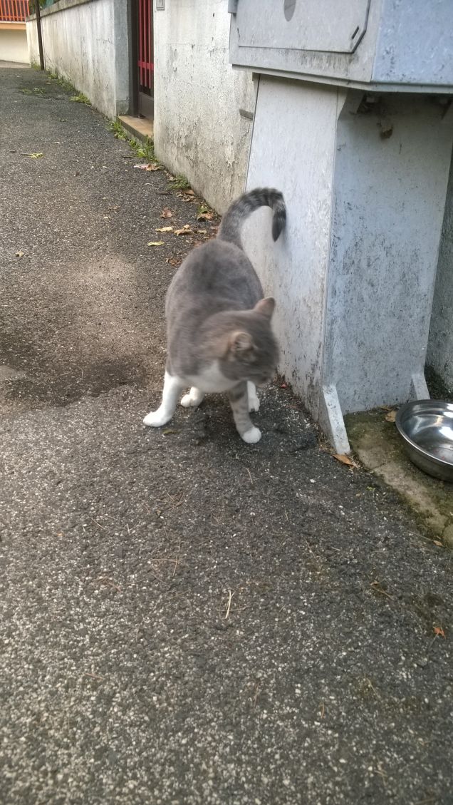 In cerca di compagnia.