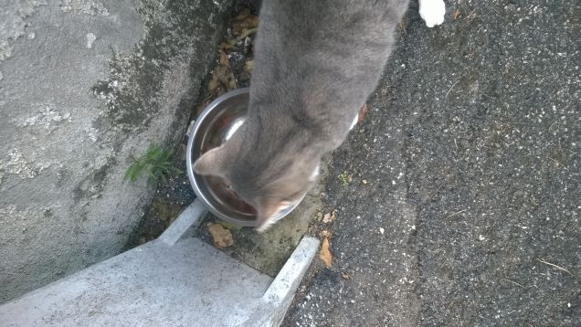 I gatti sono gli inquilini del sole: dove c’è il sole, c’è un gatto. (Vittorio G. Rossi)