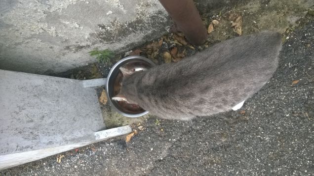 L' amore per i gatti è parte dell' amore universale per tutte le creature e ci incita a un profondo rispetto per la natura.