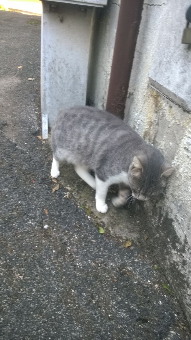 Lei non miagola quasi mai.