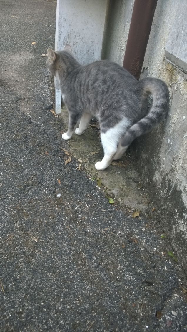 Il nostro amore per gli animali si misura dai sacrifici che siamo pronti a fare per loro. Konrad Lorenz