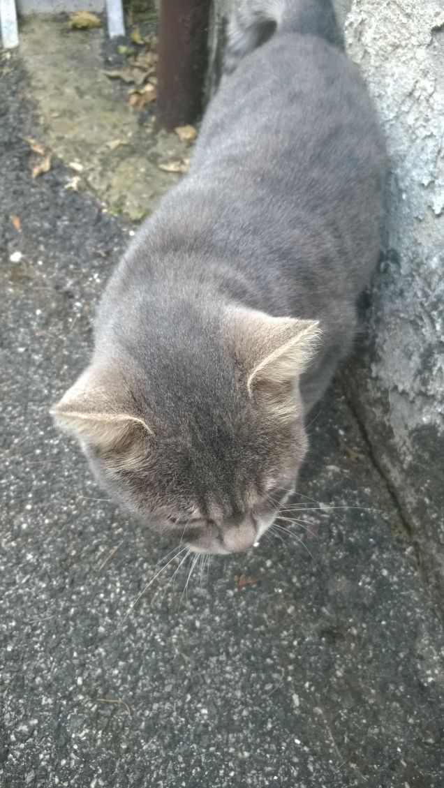 Chi tortura gli animali paga già nella sua miseria. Sono contro la debolezza umana e a favore della forza che le povere bestie ci dimostrano tutti i giorni perdonandoci