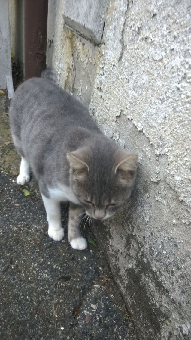 Mi suggeriscono di chiamarla Zarina non è male