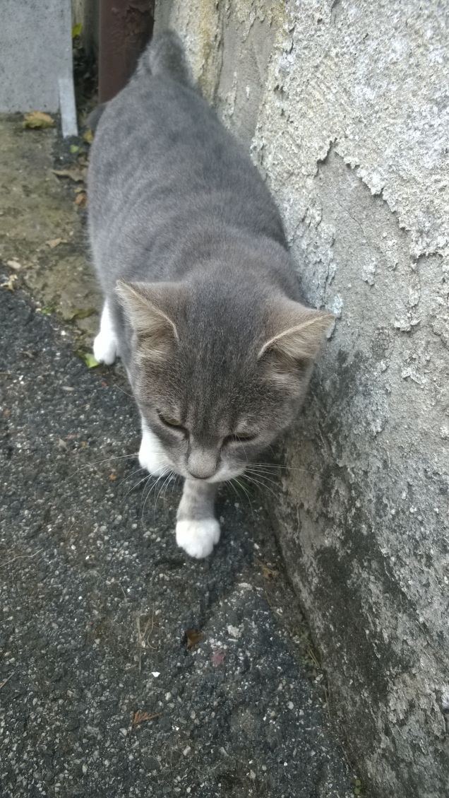 Lei più che una Zarina è una Cenerentola...per il momento