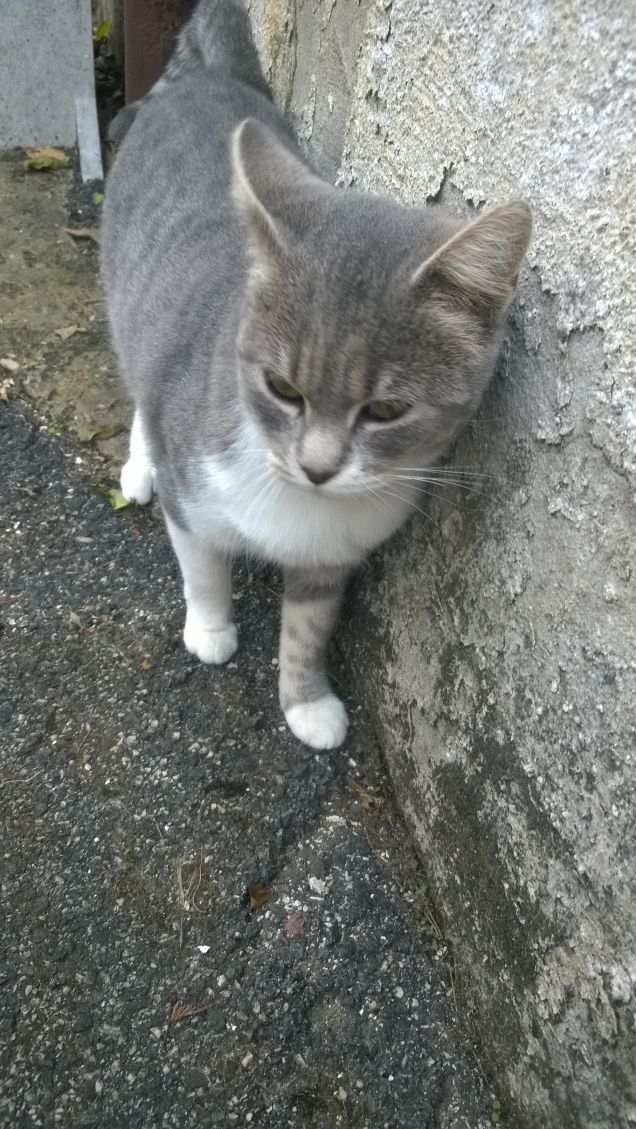 E la libertà il gatto è, al contrario di noi, riuscita a possederla e a farne una filosofia di vita.