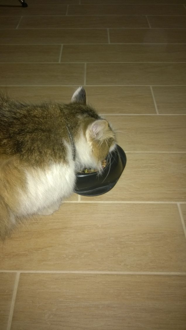 Mangiando si  diventa grandi