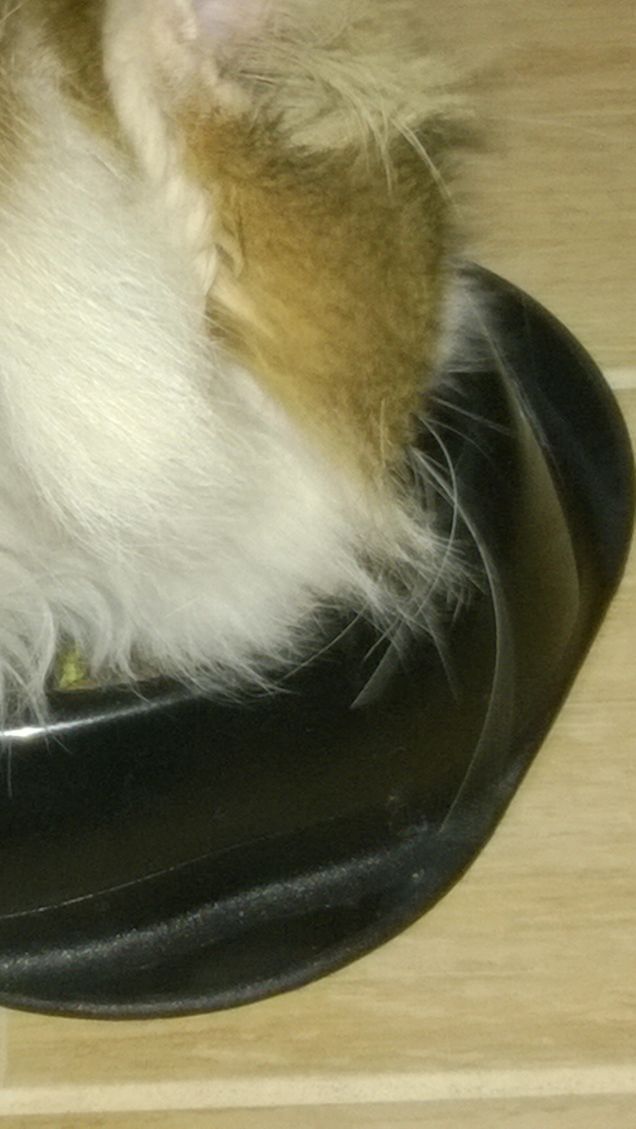 Io adoro questo gatto