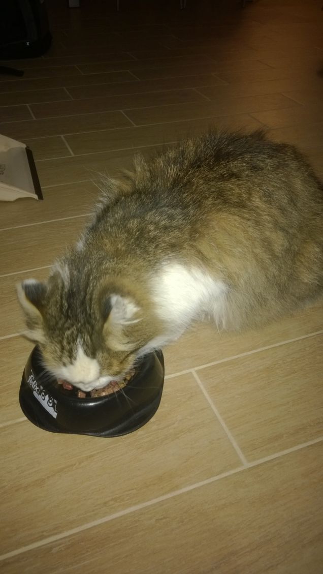 Il gatto ha la virtù del silenzio. Henri Brunel