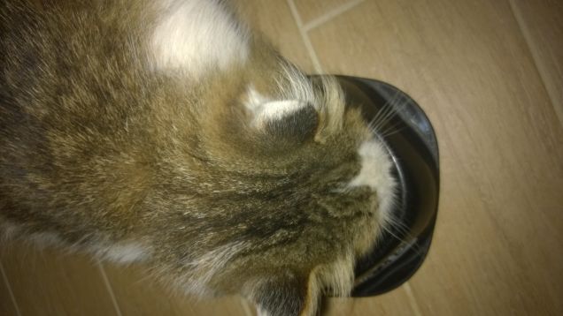 Il gatto è imprevedibile ed ammaliante come un'orchidea selvaggia. Stanislao Nievo