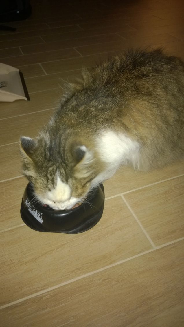 Il gatto è solo tecnicamente un animale, essendo divino. (Robert Lynd)