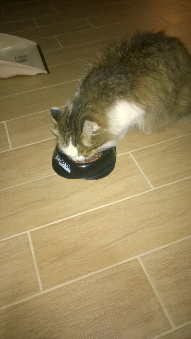 Il gatto è un essere a suo modo gentile.