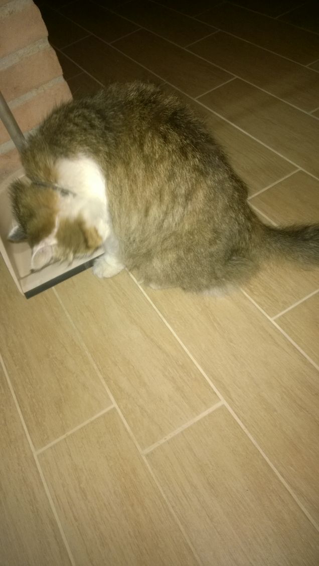 Lui è il mio preferito