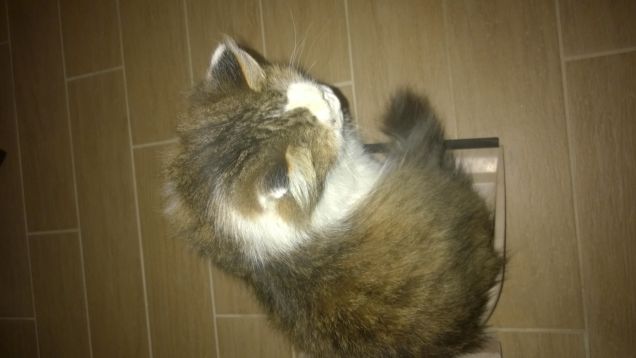 La paletta è la sua cuccia