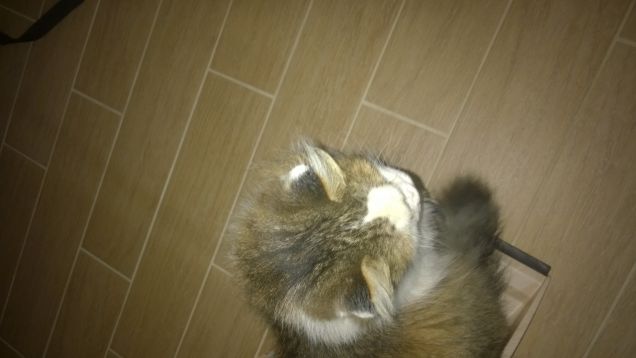 Un gatto che decide di non farsi trovato può piegare se stesso come un fazzoletto, se vuole. (Louis J. Camuti)