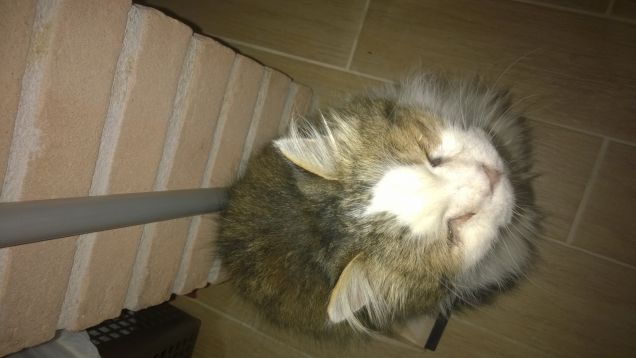 Un gatto può risolvere un po’ tutto facendo le fusa. Donna McRohan