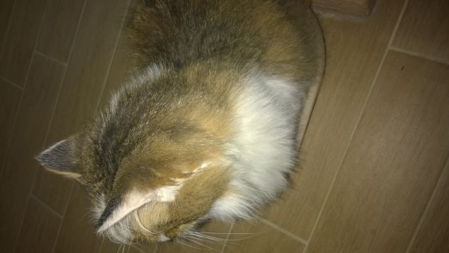 Amante della pulizia e molto severo nel giudicarci.