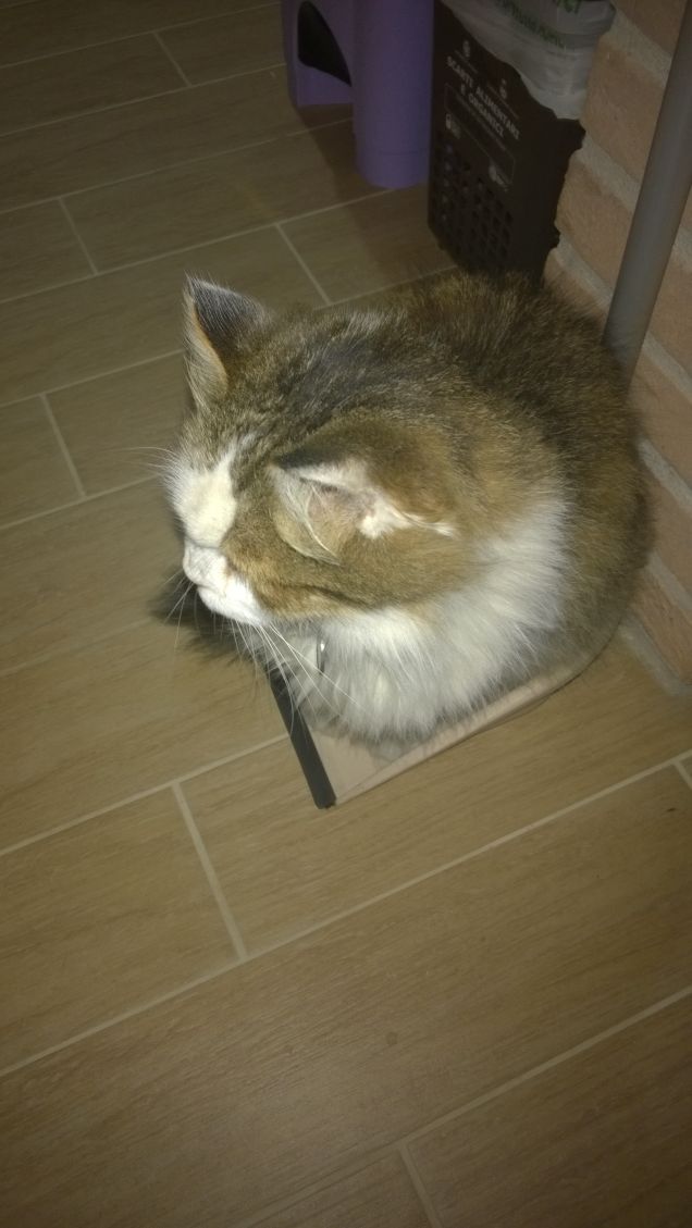 Come tutti i nobili, il gatto si diletta nella caccia e nella pesca, ma detesta ogni tipo di esercizio.