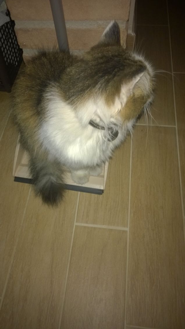 La fisica contemporanea è basata su concetti qualche volta analoghi al sorriso di un gatto che non c'è. Albert Einstein