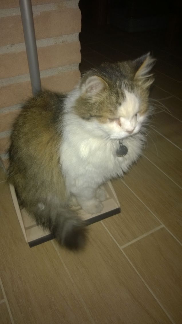 I gatti sono animali verso cui ho il massimo rispetto. I gatti e i non conformisti mi sembrano davvero i soli esseri in questo mondo che abbiano una coscienza pratica e attiva. Jerome Klapka Jerome