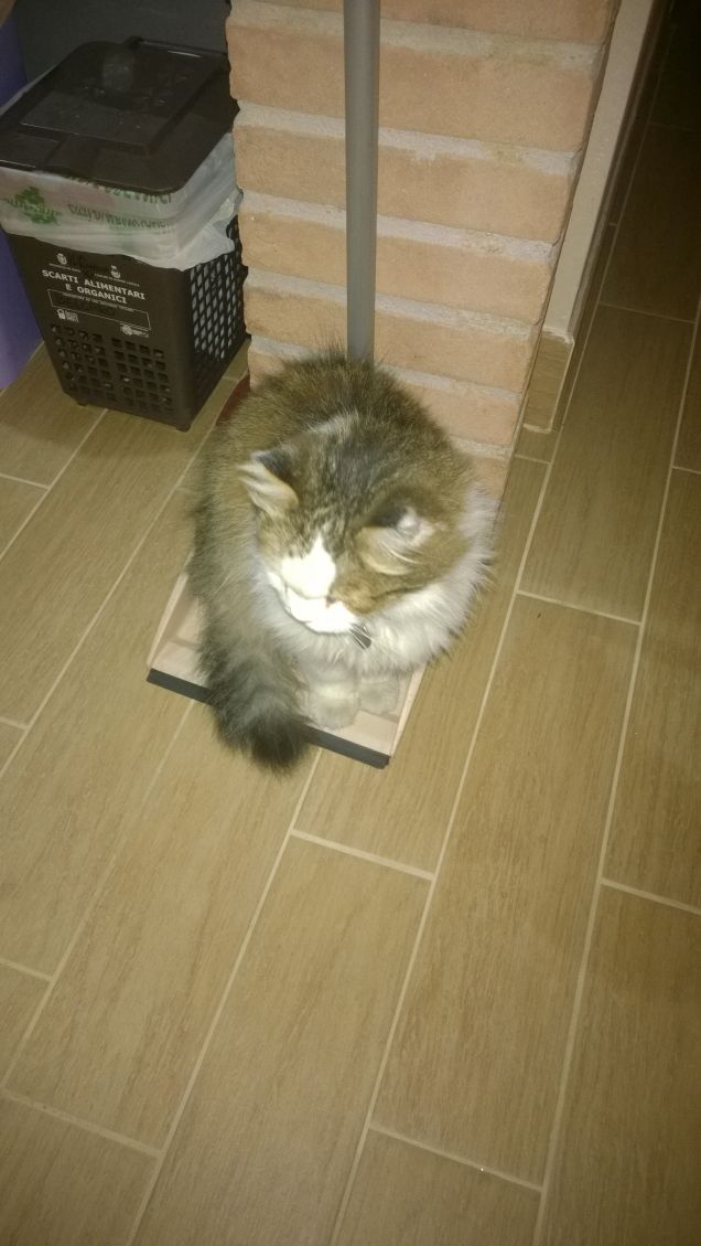 Il gatto che ama la paletta.