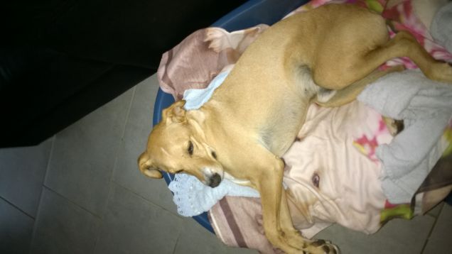 Passerebbe tutto il giorno nella cuccia