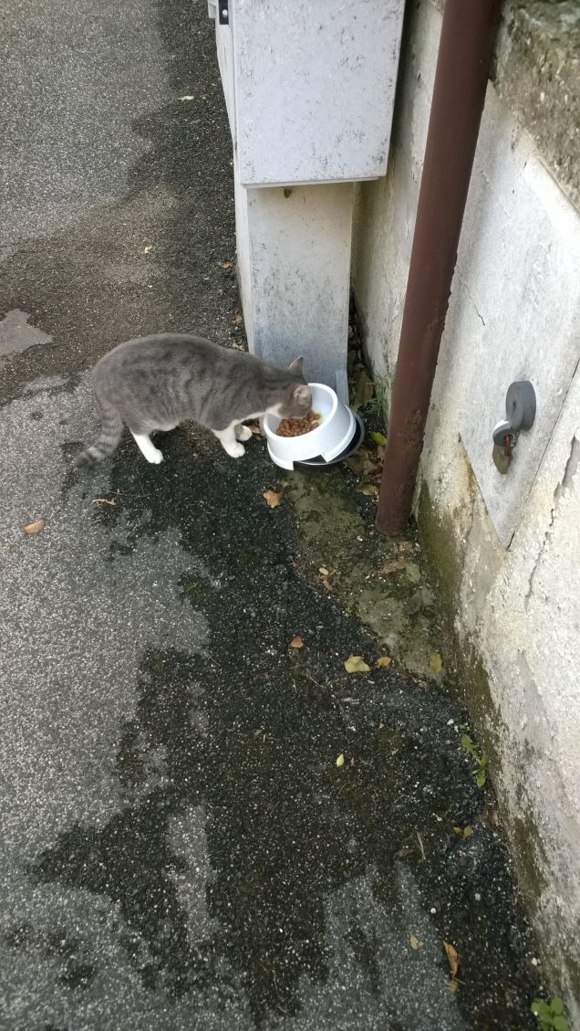 Domani la porto a sterilizzare.....speriamo bene!!!!
