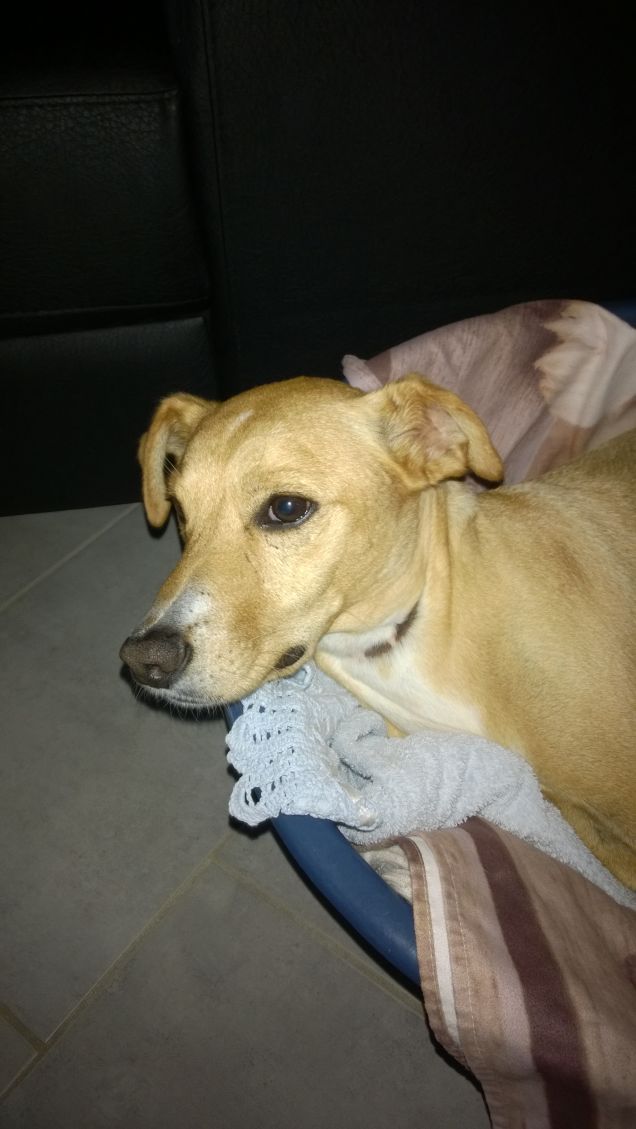 Oggi piove niente passeggiatina.