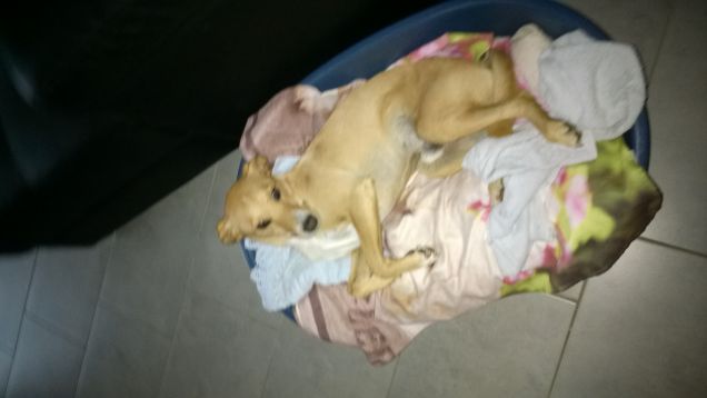 Stanco stanchissimo.