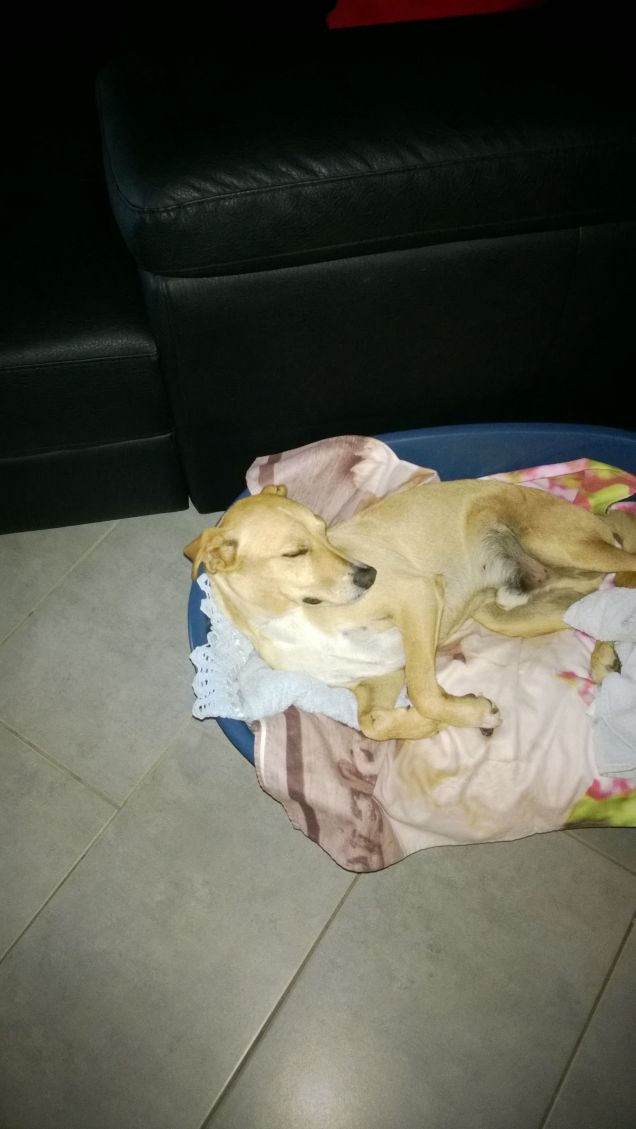 Dove c'è una cuccia c'è un cane felice.