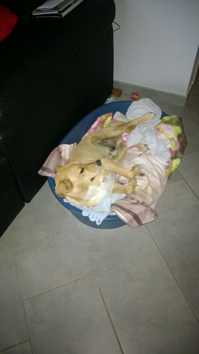 I cani riposano tanto...beati loro.