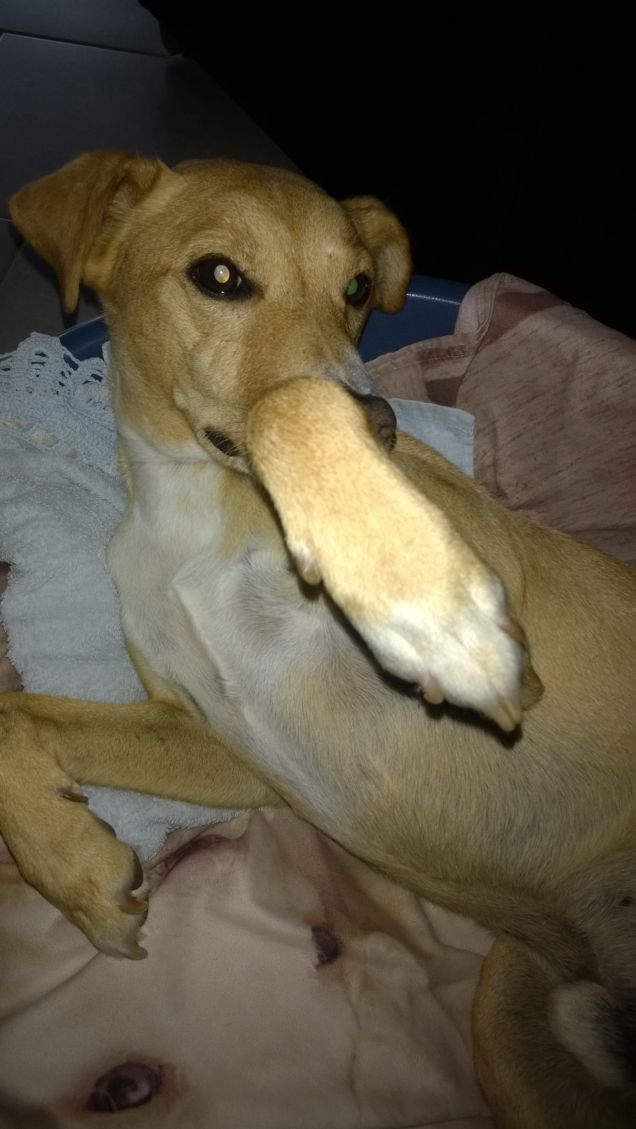 Una  zampa da baciare.